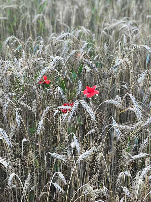 Irene Roga psicoterapeuta biodanza flores campo