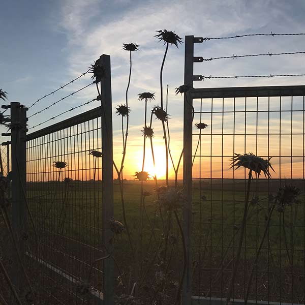 Irene Roga psicoterapeuta biodanza vistas del campo